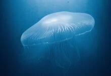 cosmic rhythm cyber vibes