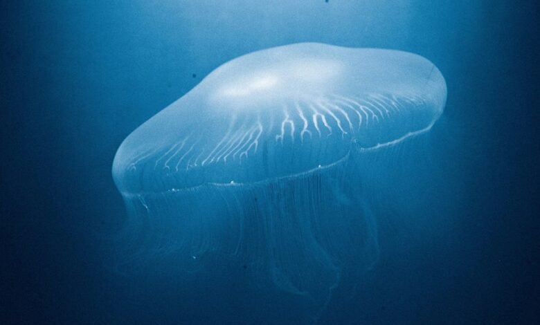 cosmic rhythm cyber vibes