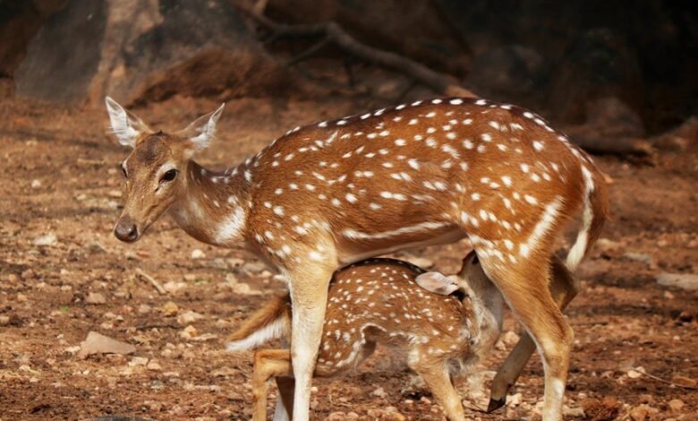 nova axis opportunity beam